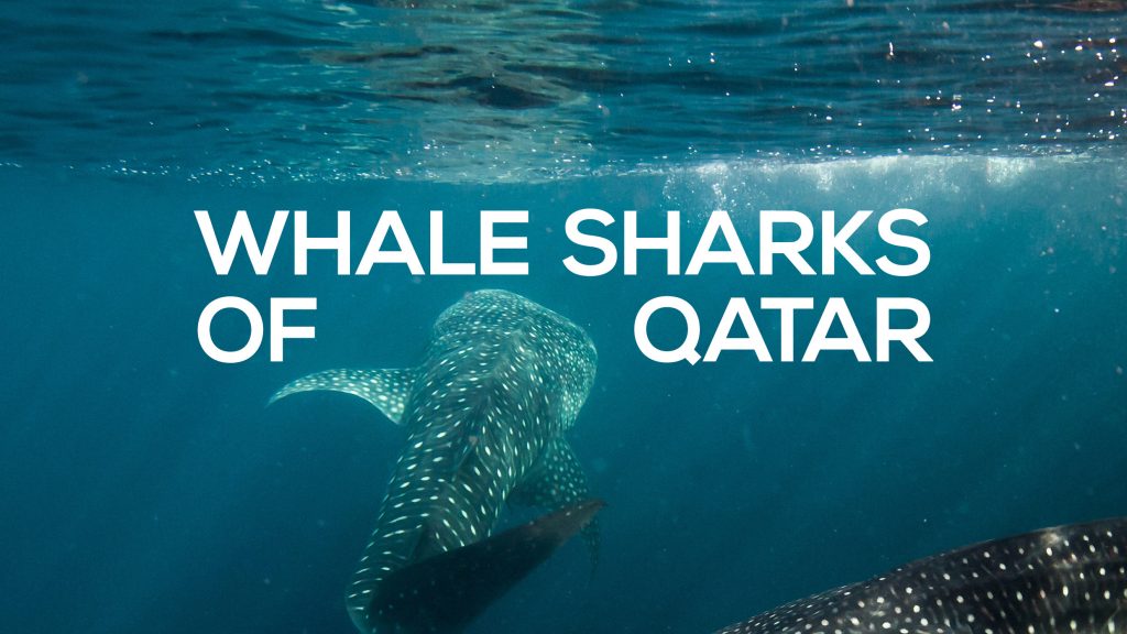 Welcome to the Whale Sharks of Qatar