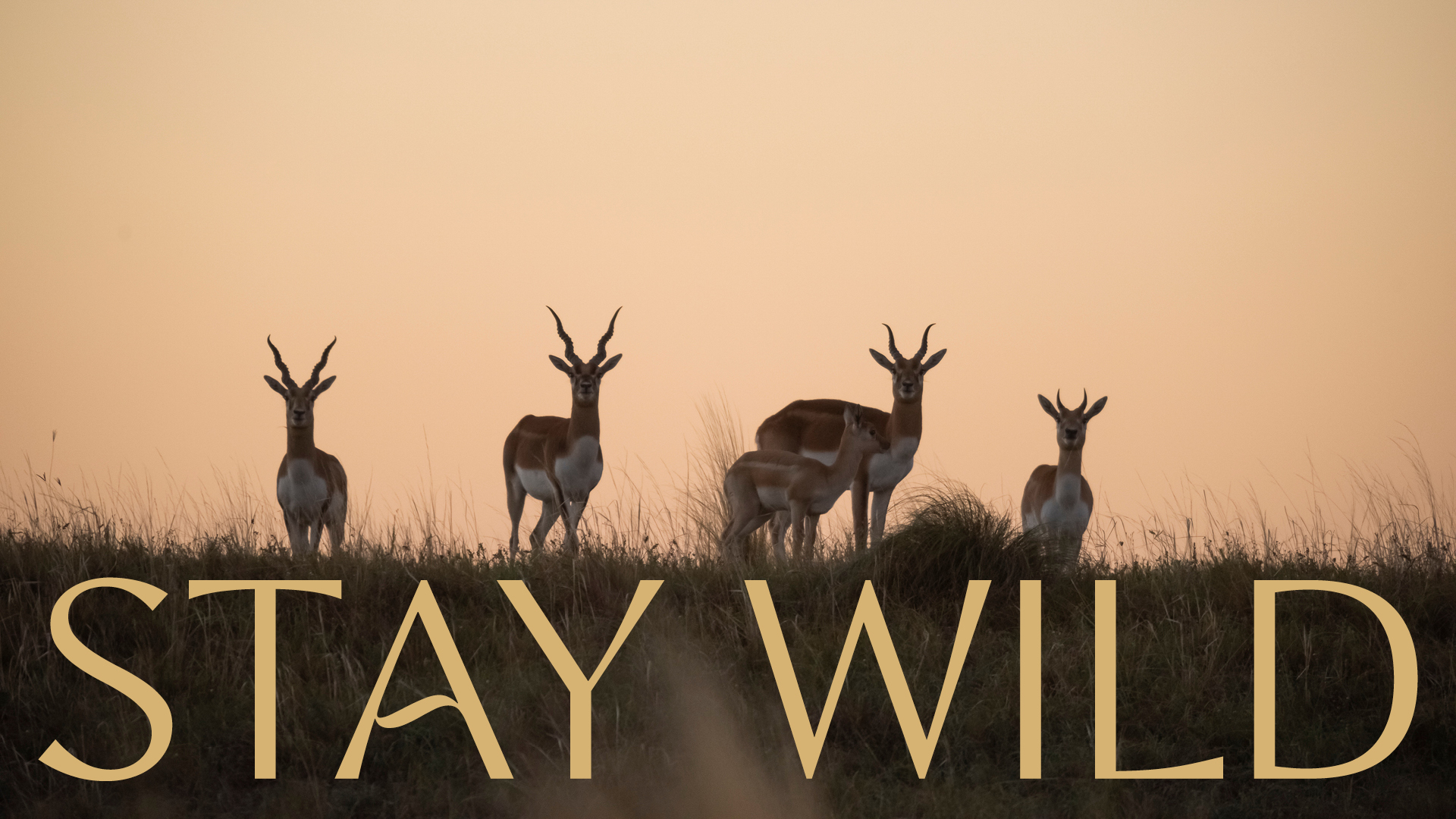 Stay Wild